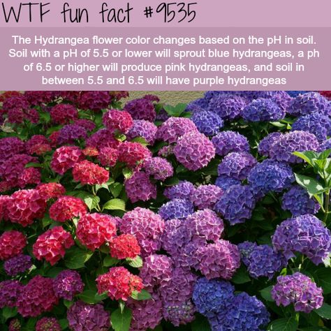 Facts Funny, Flower Meanings, Free Plants, Pretty Plants, Hydrangea Flower, Pretty Stuff, Awesome Stuff, Cool Plants, Dream Garden