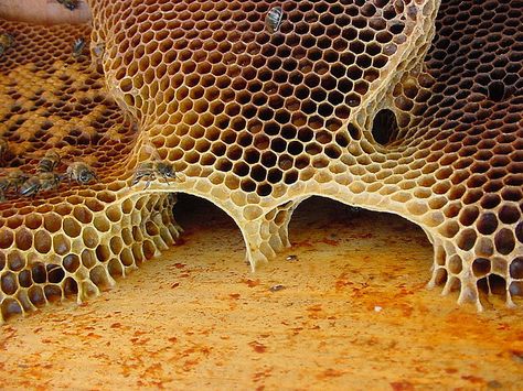 Wild comb 4 by Max xx, via Flickr I Love Bees, Bee Inspired, Honeycomb Design, Bee Art, Bees Knees, Patterns In Nature, Queen Bees, Bee Keeping, Science And Nature