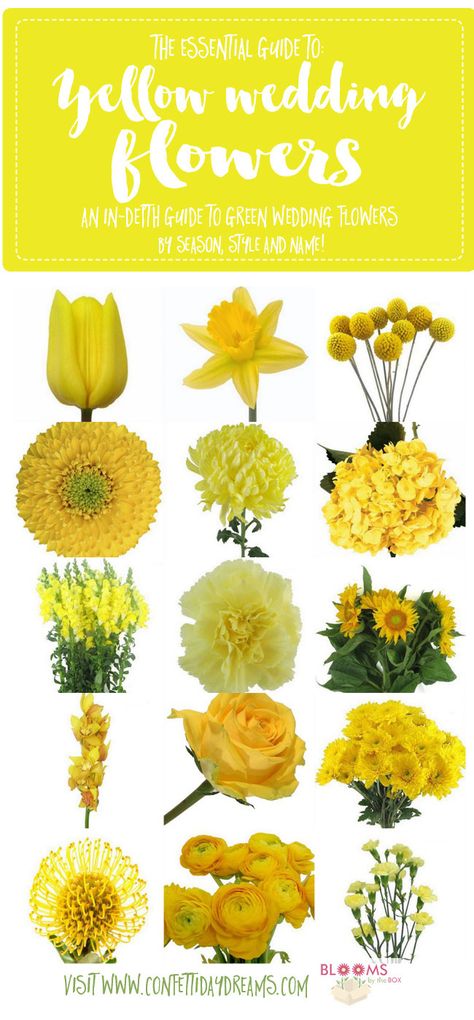 Yellow Wedding Flower Guide! If you're looking for the names and types of yellow wedding flowers with pics and handy flower tips - we're on it! http://www.confettidaydreams.com/names-and-types-of-yellow-wedding-flowers/ Types Of Yellow Flowers, Flower Descriptions, Snapdragon Wedding, Yellow Flowers Names, Flower Charts, Types Of Yellow, Daffodil Wedding, Yellow Hydrangea, Flower Tips