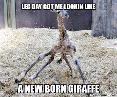 25 Hilarious After Leg Day Meme | SayingImages.com Leg Day Memes, Leg Day Humor, After Leg Day, Fitness Memes, Gym Quote, Workout Memes, Gym Memes, After Workout, Struggle Is Real