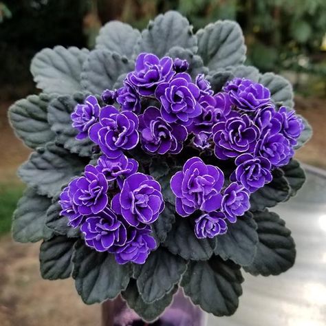 Violets Aesthetic Flower, African Violets Plants For Sale, African Violets Propagation, Violets Flowers, African Violet Care, African Violets Plants, Violet Plant, Violet Flowers, Exotic Orchids