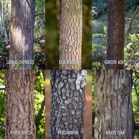 Tree Bark Identification, Leaf Identification, Tree Id, Tree Identification, Bald Cypress, Plant Identification, Tree Care, Tree Hugger, Tree Leaves