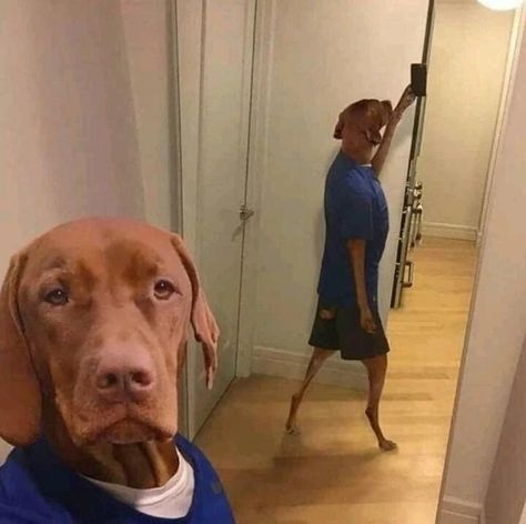 Funny Selfies, Funny Animal Photos, Dog Selfie, Funny Dog Memes, Smart Auto, Funny Cats And Dogs, Dog Wallpaper, Silly Animals, Very Funny Pictures