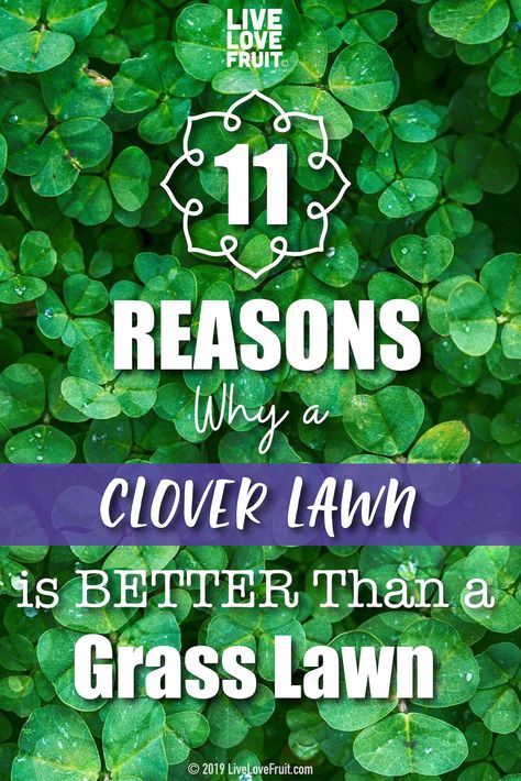 All over North America, people are taking the plunge and ditching grass for clover. Here are 11 reasons why a clover lawn is better than a grass lawn. Clover Ground Cover, Clover Yard Lawn, Clover Yard Lawn Alternative, Clover And Grass Lawn, Instead Of Grass Lawn, No Mow Lawn For Dogs, Clover Grass Lawn, Clover Lawn How To Grow, Clover Lawns