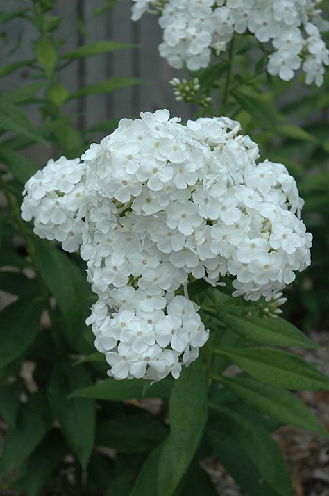 David Garden Phlox (Phlox paniculata 'David') at The Growing Place Phlox Plant, Phlox Flowers, Phlox Paniculata, Moon Garden, Herbaceous Perennials, White Gardens, Perennial Plants, Small Plants, Container Plants