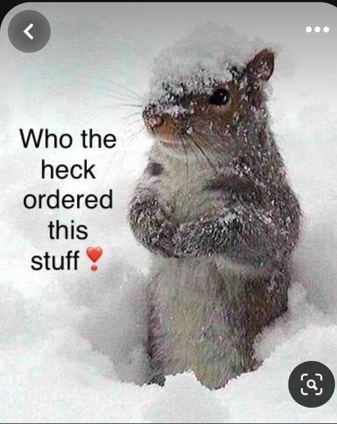 Funny Squirrel Quotes, Squirrels Funny, Funny Squirrel Pictures, Winter Humor, Winter Funny, Hate Winter, Squirrel Pictures, Squirrel Funny, Funny Good Morning Quotes