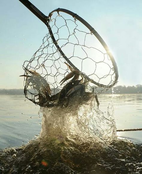 Steamed Crabs, Blue Crabs, Crab Art, Free Classes, Crab Shack, Ocean Fishing, Blue Crab, Fish Ponds, Eastern Shore