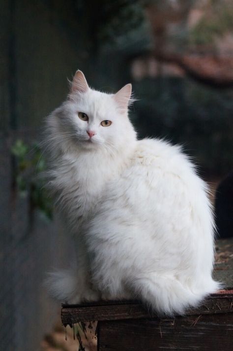 Angora Cat, Turkish Angora Cat, Angora Cats, Turkish Angora, Fitness Home, Cat Tattoos, Cat Anime, House Cat, Norwegian Forest Cat