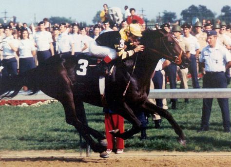 Seattle Slew, American Pharoah, Derby Winners, Triple Crown Winners, Belmont Stakes, Sport Of Kings, Churchill Downs, English Riding, Race Horses