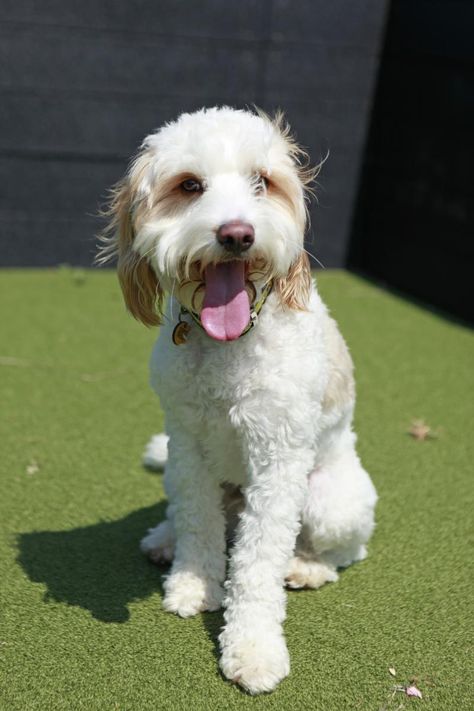 Rescue Dog | Spaniel Cross | Dodger | Dogs Trust Dog Spaniel, Dodger Dog, Rehome Dog, Largest Dog, Dogs Trust, Rescue Dog, New Environment, Rescue Dogs, Best Relationship