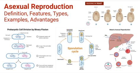 Reproduction is a biological process of producing offspring of a living organism. It is the basis for continuing life from generation to generation. It is seen in every living organism; ... Read more The post Asexual Reproduction- Definition, Features, Types, Examples appeared first on Microbe Notes. Budding Reproduction, Asexual Reproduction In Animals, Asexual Reproduction In Plants, Types Of Asexual Reproduction, Microbiology Notes, Asexual Reproduction, Prokaryotic Cell, Typed Notes, Cell Division