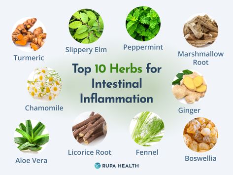 Intestinal Inflammation, Treating Ibs, Fennel Essential Oil, Gastrointestinal Disorders, Intestinal Health, Slippery Elm, Marshmallow Root, Turmeric Tea, Irritable Bowel