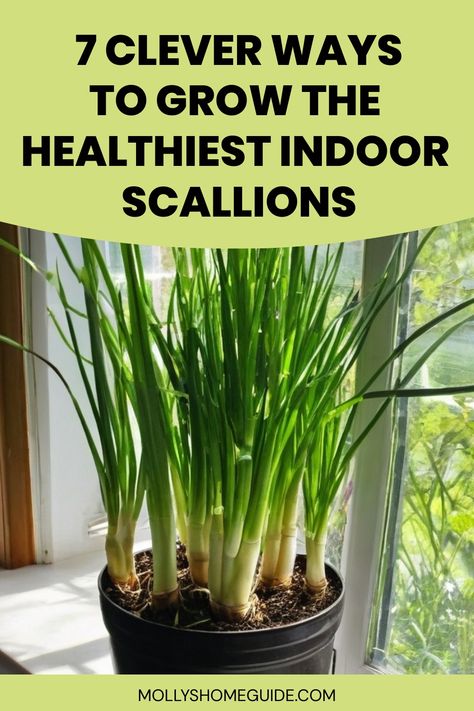 Discover the simple steps on how to grow scallions indoors effortlessly. Whether you're a gardening enthusiast or a beginner, cultivating scallions in the comfort of your home is an enjoyable and rewarding experience. Learn about the best practices for indoor scallion growth including lighting, watering, and harvesting tips. Elevate your culinary creations with fresh, homegrown scallions right at your fingertips year-round. How To Grow Scallions, Growing Scallions, Soil Layers, Garden Store, Replant, Window Box, Potting Soil, Grow Lights, Best Practices