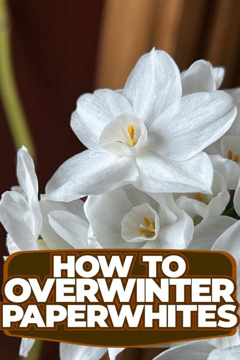 Winter Gardening: Overwintering Paperwhites Paperwhite Narcissus, Hawthorn Tree, Winter Gardening, Yucca Plant, Gardening Gear, Holly Tree, Crabapple Tree, Fiddle Leaf Fig Tree, Overwintering