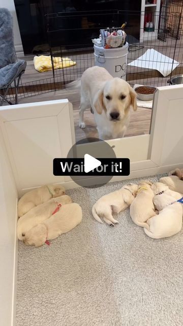 Kerry | Nicholberry Goldens on Instagram: "From the archives…that powerful sense of smell! 🐾 #goldenretrieverpuppy #retrieverpuppy #puppiesofig #puppyoftheday #retrieverpuppy #goldenretrieverlovers #newpuppy #goldenretrieverpuppy #cutestgoldens #retrieverpuppy #funnypuppy #puppylove #happypup #goldenretriever" Mama Dog And Puppies, Puppy Videos Funny, English Golden Retriever Puppy, Dog Lovers Quotes, Dogs Doing Funny Things, Cute Big Dogs, Baby Yorkie, Whelping Puppies, Babies And Dogs