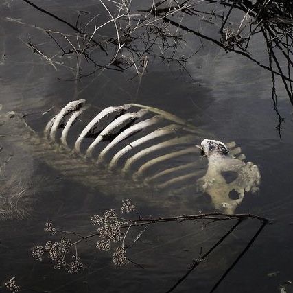 Animal Skeleton, Vulture Culture, American Gothic, Southern Gothic, Animal Bones, A Skeleton, Gothic Aesthetic, Nature Aesthetic, Mist