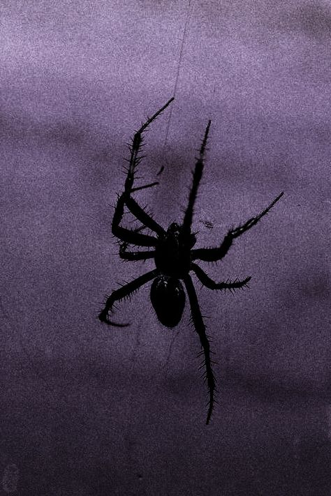 Spiders, Black And White, Iphone, Water, White, Black