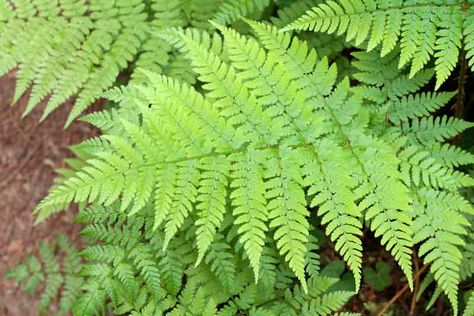 Outdoor Ferns, Garden Ferns, Look Tropical, Evergreen Ferns, Autumn Fern, Wood Fern, Architectural Plants, Woodland Plants, Plant Outdoor