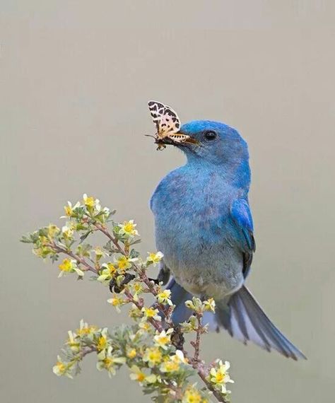 Mountain Bluebird Western Bluebird, Mountain Bluebird, Crazy Bird, Blue Birds, Backyard Birds, All Birds, Exotic Birds, Pretty Birds, Bird Photo