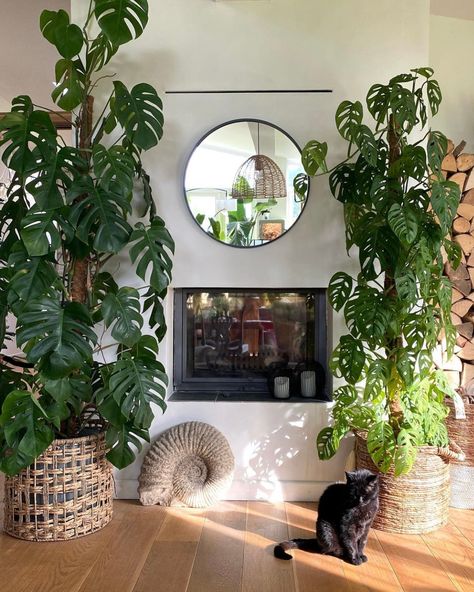 Indoor Vines, Small House Garden, Herb Garden Design, Vertical Garden Diy, Living Room Plants, Plant Decor Indoor, Plant Aesthetic, Monstera Plant, House Plants Decor