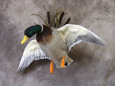 Awesome Mallard Mount Duck Mounts Taxidermy, Trophy Display Ideas, Wood Duck Mounts, Taxidermy Aesthetic, Taxidermy Duck, Duck Mounts, Crochet Taxidermy, Deer Mount Ideas, Bad Taxidermy