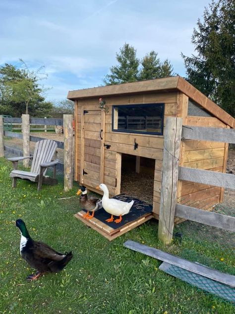 Geese Pen Ideas, Dog House Duck Coop, Large Duck Coop, Cabin Chicken Coop, Duck Coop Winter, Chicken Village Ideas, Easy Duck Coop, Chicken And Duck Coop Combo, Duck Run Ideas