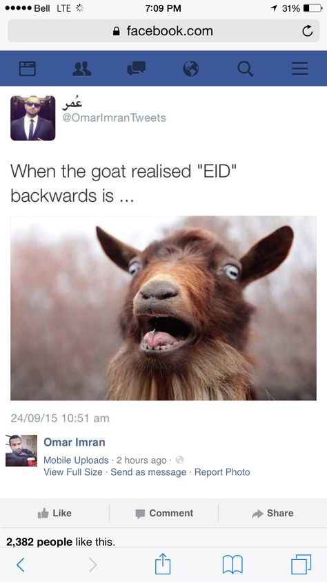 We are celebrating eid tomorrow! Which is one of two muslim religious celebrations. Eid al adha is the second holiday after eid al fitr. Eid al adha means the feast of sacrifice whether it be a goat, sheep etc. just thought this was a funny and relatable meme! Eid Jokes, Fitr Eid, Eid Quotes, Funniest Pictures Ever, Muslim Eid, Funny And Relatable, Funny Riddles, Relatable Meme, Weird Quotes Funny