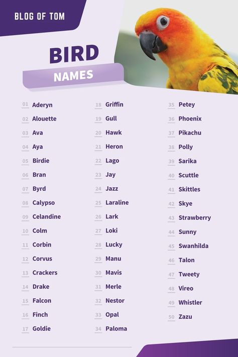 A list of 123 awesome pet bird names. Budgie Names, Birds Name List, Parakeet Names, Aesthetic Bird, Nature Inspired Names, Bird Names, Cute Animal Names, Names Of Birds, Love Birds Pet