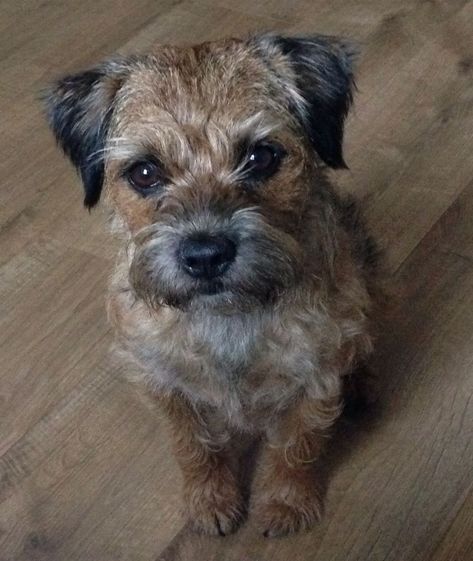 Border Terrier Puppy, Scruffy Dogs, Border Terriers, Hog Hunting, Animal Magic, Border Terrier, Wolf Dog, Russell Terrier, Terrier Dogs