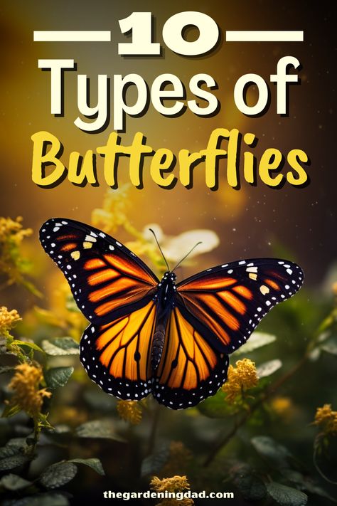 Different Kinds Of Butterflies, Butterfly Names, Butterfly Types, Names Of Butterflies, Rare Butterflies, Majestic Butterfly, Church Games, Types Of Butterflies, Butterfly Embellishment