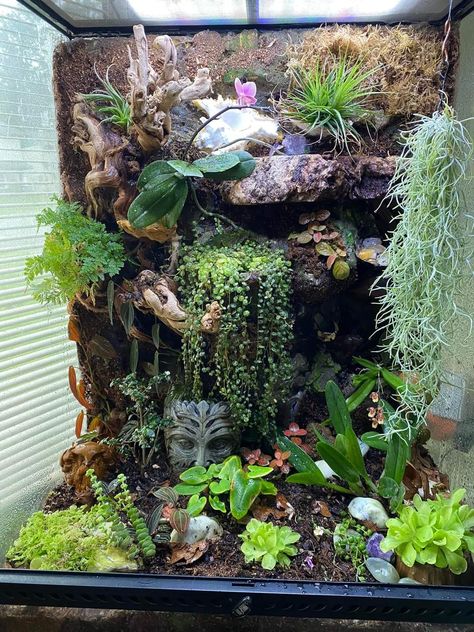 Chameleon Tank Ideas, Naturalistic Reptile Enclosure, Bioactive Bearded Dragon Enclosure, Frog Habitat Aquarium, Terrestrial Tarantula Enclosure, Snake Tank Ideas, Snake Terrarium Ideas, Frog Enclosure Ideas, Frog Tank Ideas