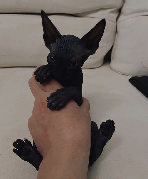 Black Sphynx Kittens, Black Sphinx Cat, Silly Cat Wallpaper, Black Sphynx Cat, Wallpaper Silly, Pfp Silly, Cute Hairless Cat, Hairless Cats, Sphynx Cats