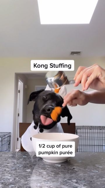 Kong Stuffing Recipes Pumpkin, Kong Stuffing Recipes, Kong Stuffing, Dog Goals, Chicken Pumpkin, Chicken Bone Broth, Frozen Dog Treats, Diy Dog Toys, Ziploc Bag