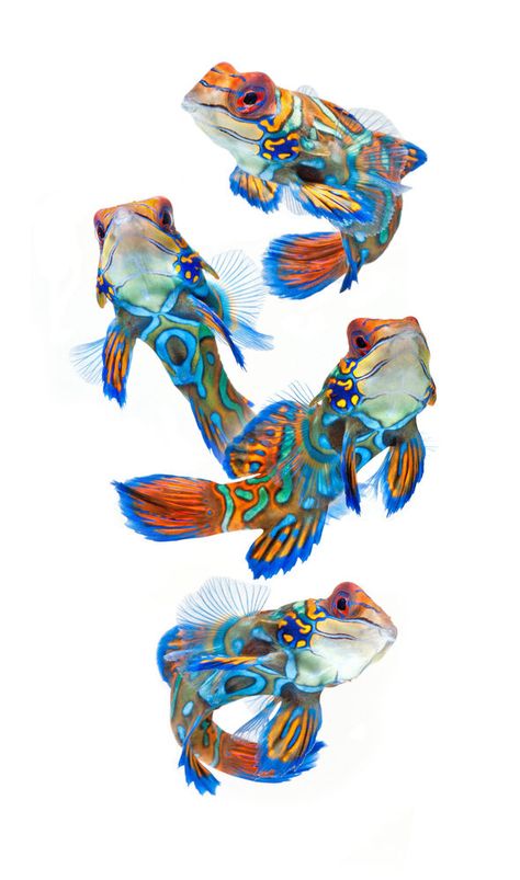 Fish Anatomy, Fish Information, Mandarin Fish, Pond Life, Koi Fish Pond, Marine Fish, Exotic Fish, Fish Ponds, Saltwater Aquarium