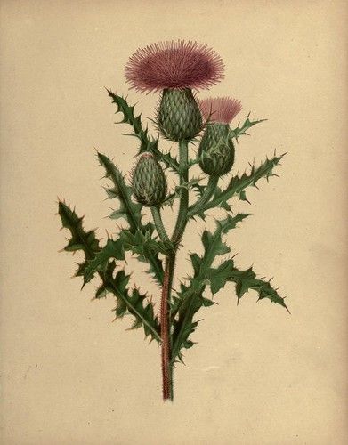 Scottish Accessories, Thistle Plant, Favourite Flowers, Orange Slice, Scottish Thistle, Antique Illustration, Botanical Illustrations, Nature Drawing, Scientific Illustration