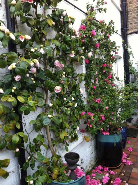 Pretty sure this won't grow here in the Northeast, but beautiful - camellia espalier Camelia Tree, Wall Climbing Plants, Camellia Plant, Plants Ideas, Garden Vines, Cottage Garden Plants, Climbing Plants, Shade Garden, Front Garden