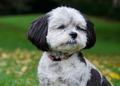 15 Cutest Shih-Poo Haircuts To Ask Your Groomer To Try Shipoo Haircut Styles, Shitzu Poodle Haircuts, Shipoo Dog Haircuts, Shihpoo Haircuts, Shihpoo Grooming Styles, Shih Poo Haircuts, Shipoo Puppies, Shitzu Haircuts, Bear Dog Breed