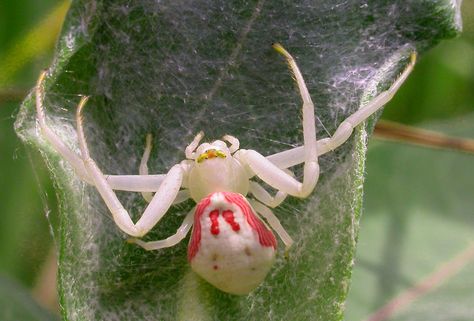 Misumena vatia -Flower Crab Spider Flower Spidersona, Flower Crab Spider, Flower Spider, Flower Crab, Crab Spider, Spider Species, Variety Of Flowers, Cool Bugs, Spider Art