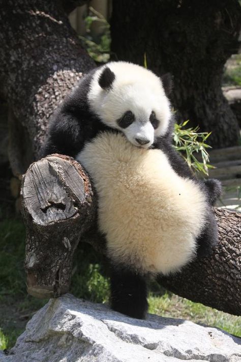 2011 04 28 Zoo Madrid - Po & De De 033 | by giantpandazoo.com Panda Pencil Drawing, Drawing Panda, Fat Panda, Fat Animals, Baby Panda Bears, Panda Drawing, Giant Pandas, Panda Bears, Bamboo Shoots