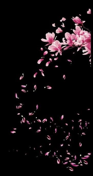 Sakura Background Aesthetic, Gloomy Flowers, Dark Cherry Blossom, Iphone Backrounds, Black Painted Walls, Picture Borders, Save The Date Video, Cherry Blossoms Illustration, Cherry Blossom Wallpaper