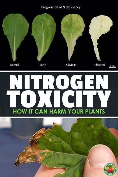 Nitrogen For Plants, Nutrients For Plants, Nitrogen Fixing Plants, Epic Gardening, Diy Fertilizer, Small Garden Layout, Homestead Gardening, Garden Prepping, Modern Homestead