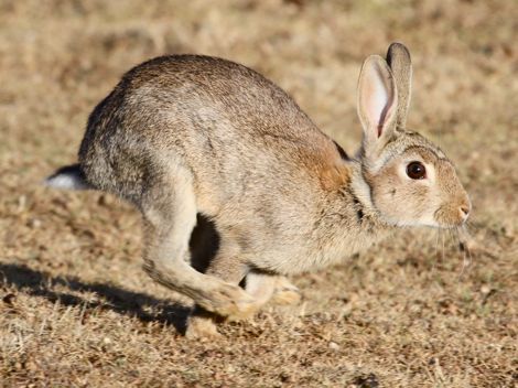 for julie Rabbit Running, Moving Photos, San Gabriel Mountains, Me Neither, Evolutionary Biology, Rabbit Run, Riding A Bicycle, Velveteen Rabbit, Holland Lop