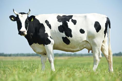 Cow Names, Cow Tattoo, Cow Photos, Black And White Cow, Holstein Cows, Cow Pictures, List Of Animals, Cow Painting, White Cow