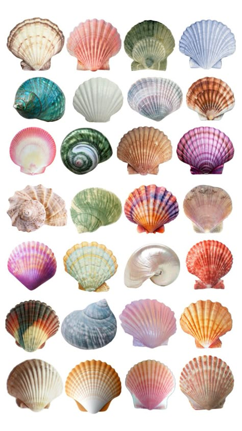 Seashell Png, Posters Diy, Online Scrapbook, Collage Pieces, Mermaid Pictures, Magazine Collage, Scrapbook Printing, Summer Scrapbook, Sticker Inspo