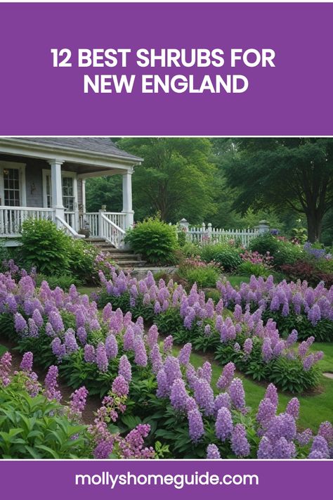 Discover the top low-maintenance shrubs perfect for your Northeast garden! From colorful flowering shrubs to hardy varieties ideal for New England climates, find the best shrubs for sunny slopes or moist soils. Explore our selection of new 2020 shrubs that are a must-have for all gardeners in the region. Enhance your outdoor space with these fantastic options tailored specifically for New England landscapes. Spirea Shrub, England Garden, New England Garden, Low Growing Shrubs, Holly Bush, Low Maintenance Shrubs, Traditional Colonial, Mountain Laurel, Flowering Shrubs