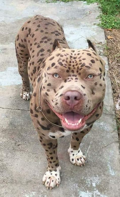 Cutest dearest colored pit ...jack leopard Pitbull Dog Breed, Bully Breeds Dogs, Bully Dog, Pretty Dogs, Cute Dogs And Puppies, Pitbull Dog, Pitbull Terrier, Baby Dogs, Beautiful Dogs