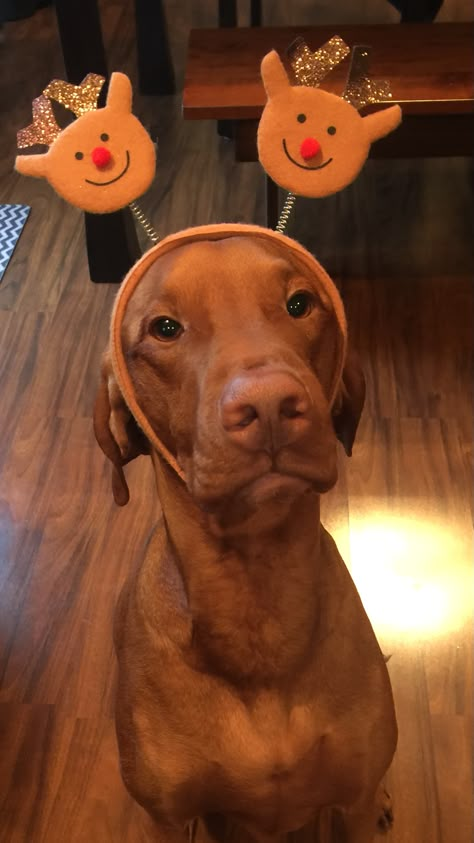 Viszlas Puppy, Hungarian Vizsla Puppy, Vizsla Funny, Funny Vizsla, Hungarian Dog, Most Beautiful Dog Breeds, Puppy Sketch, Vizsla Dog, Beautiful Dog Breeds