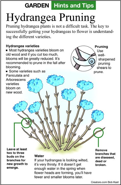 Hydrangea Pruning, Hydrangea Plant Care, When To Prune Hydrangeas, Pruning Hydrangeas, Hydrangea Landscaping, Types Of Hydrangeas, Hydrangea Varieties, Landscape Inspiration, Hydrangea Care