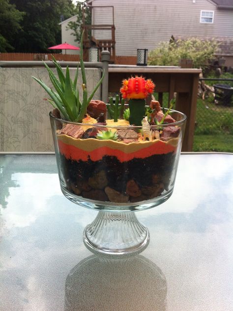 Trifle, Container Gardening, Acai Bowl, Terrarium, Projects To Try, Decor Ideas, Bowl, Plants