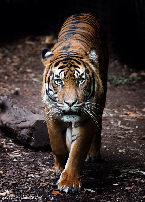 Tiger Pics, Sumatran Tiger, Tiger Wallpaper, Cat Species, Tiger Pictures, Cute Galaxy Wallpaper, Big Animals, Phone Wallpaper For Men, Large Cats